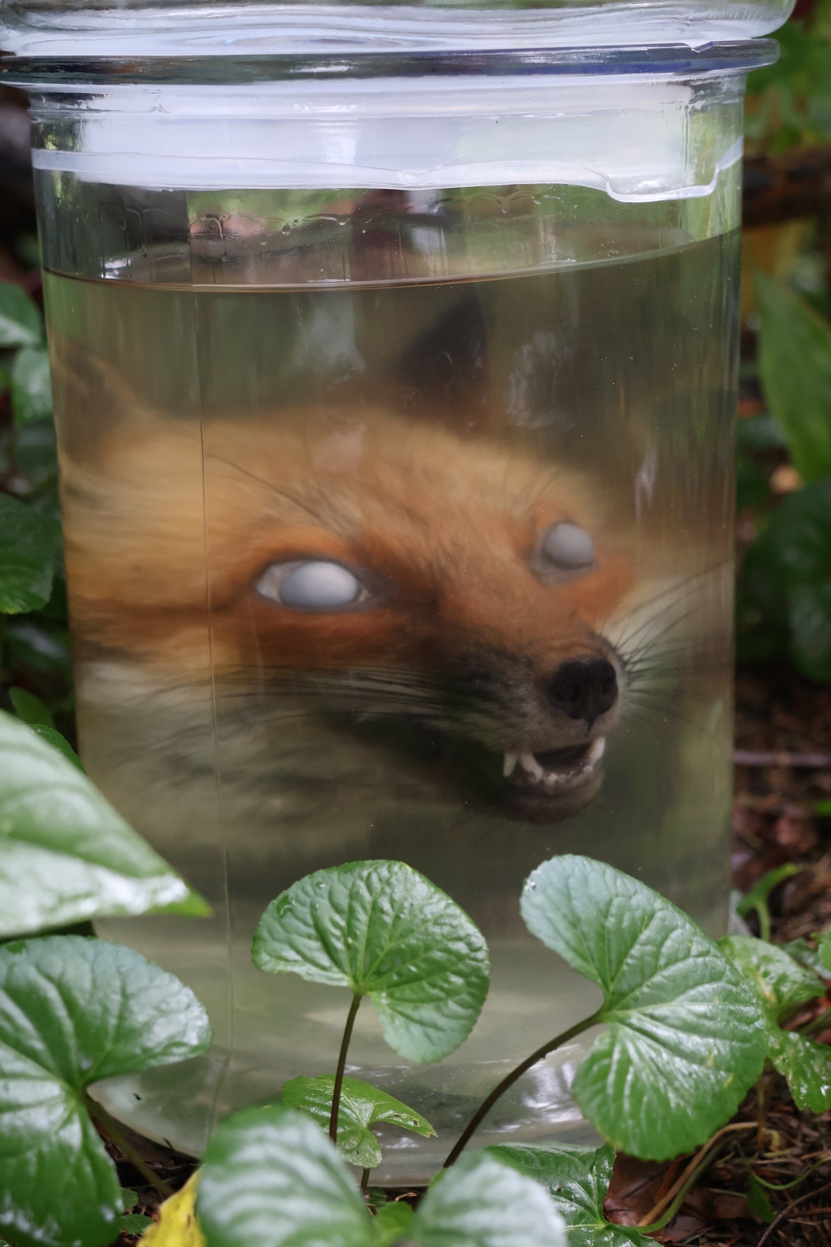 Red Fox Head Wet Specimen