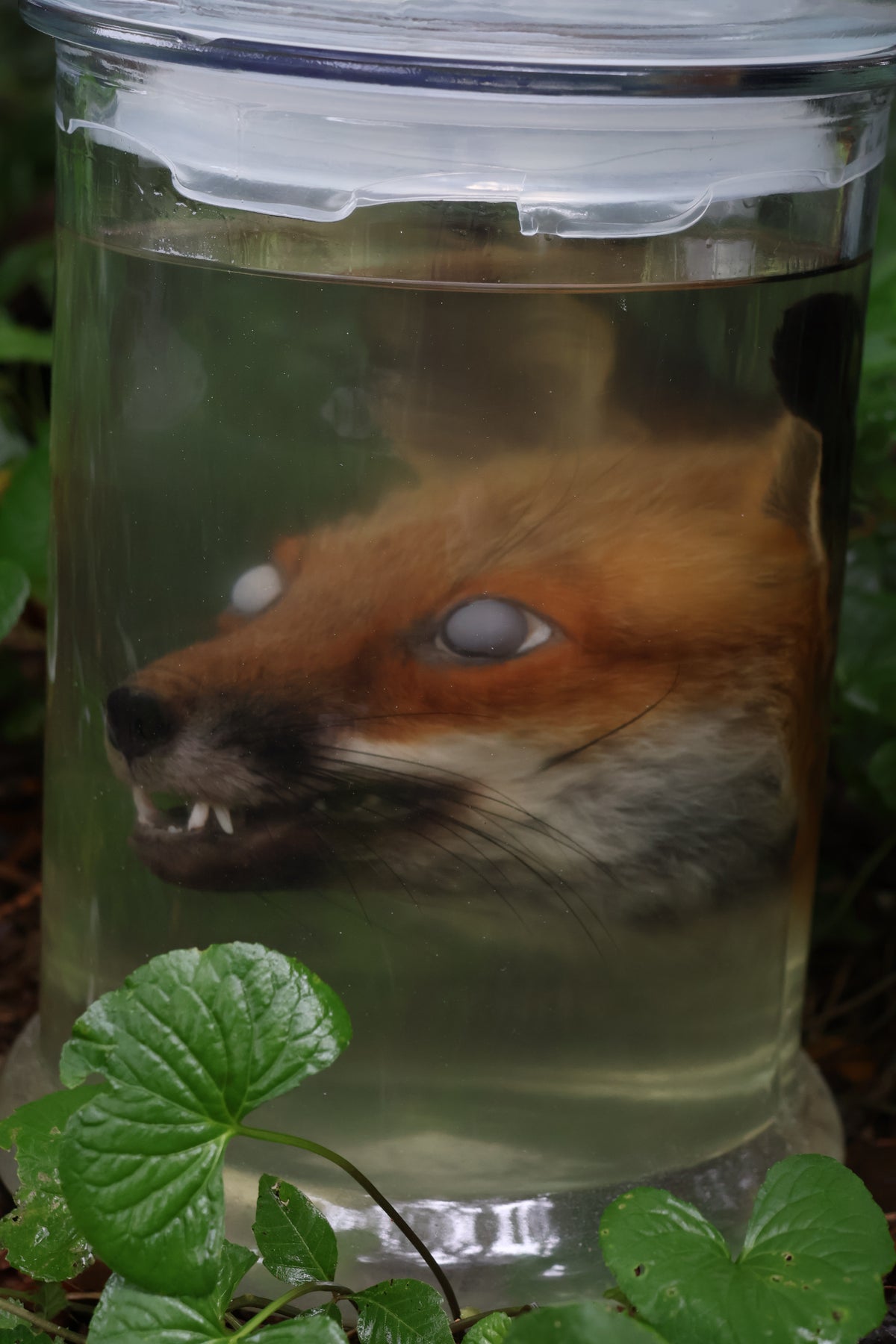 Red Fox Head Wet Specimen
