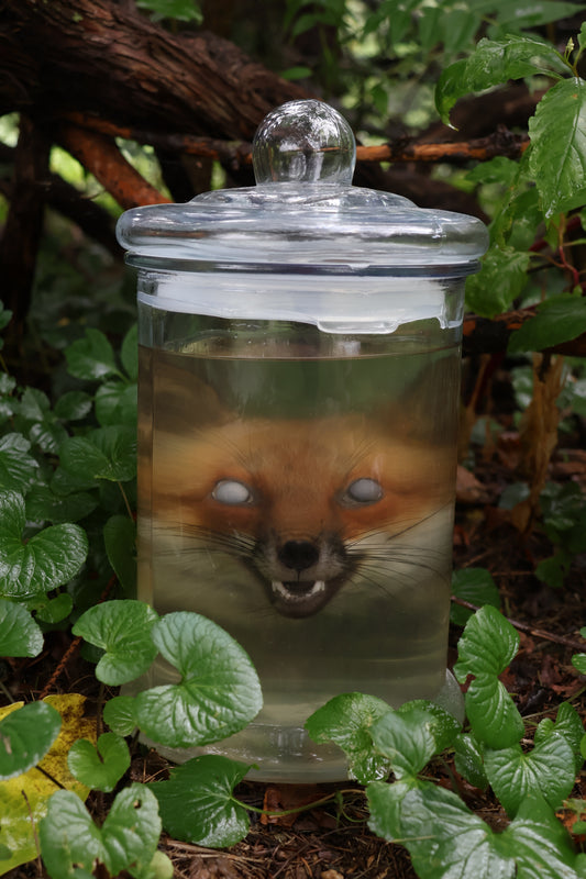 Red Fox Head Wet Specimen
