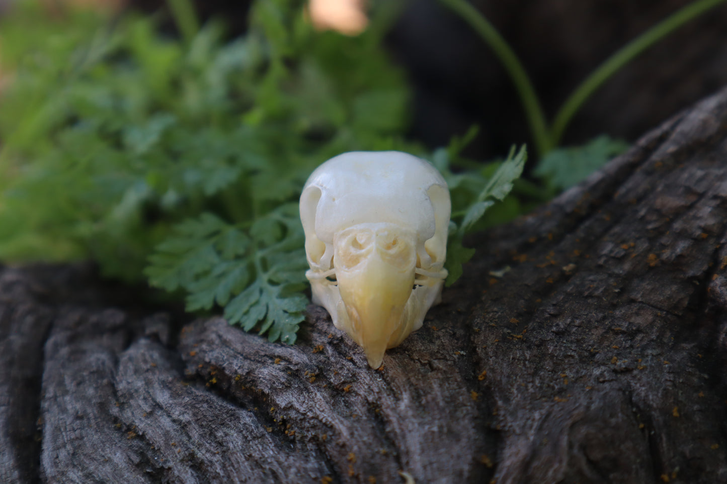 Parakeet Skull