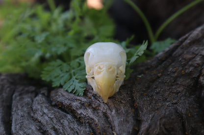 Parakeet Skull