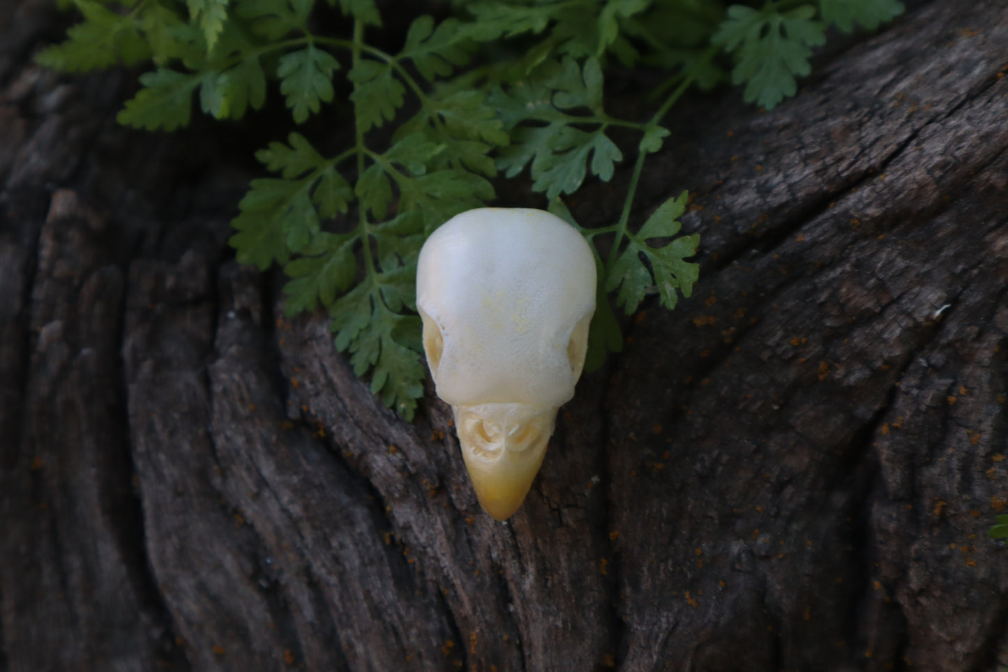 Parakeet Skull