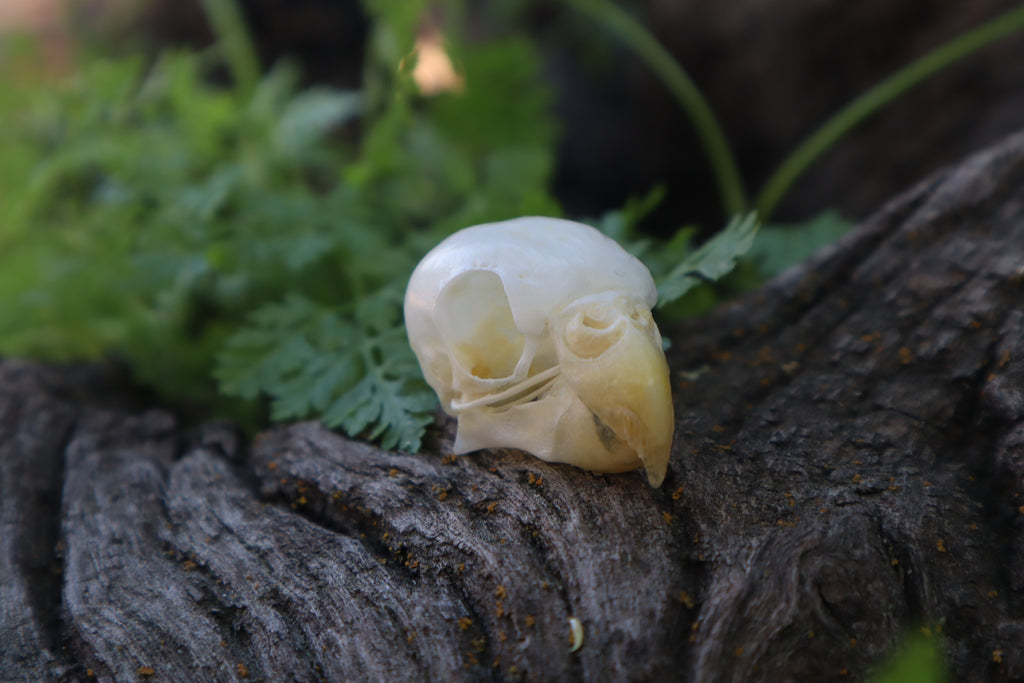 Parakeet Skull