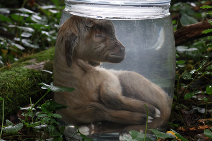 Baby Alpine Goat Wet Specimen