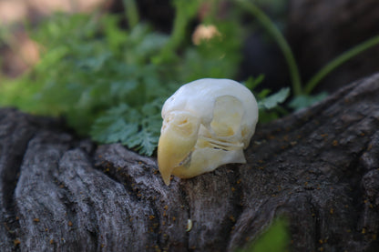 Parakeet Skull