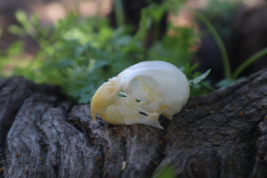 Parakeet Skull