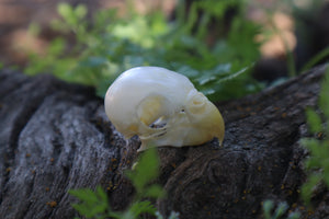 Parakeet Skull