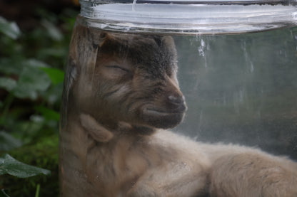 Baby Alpine Goat Wet Specimen