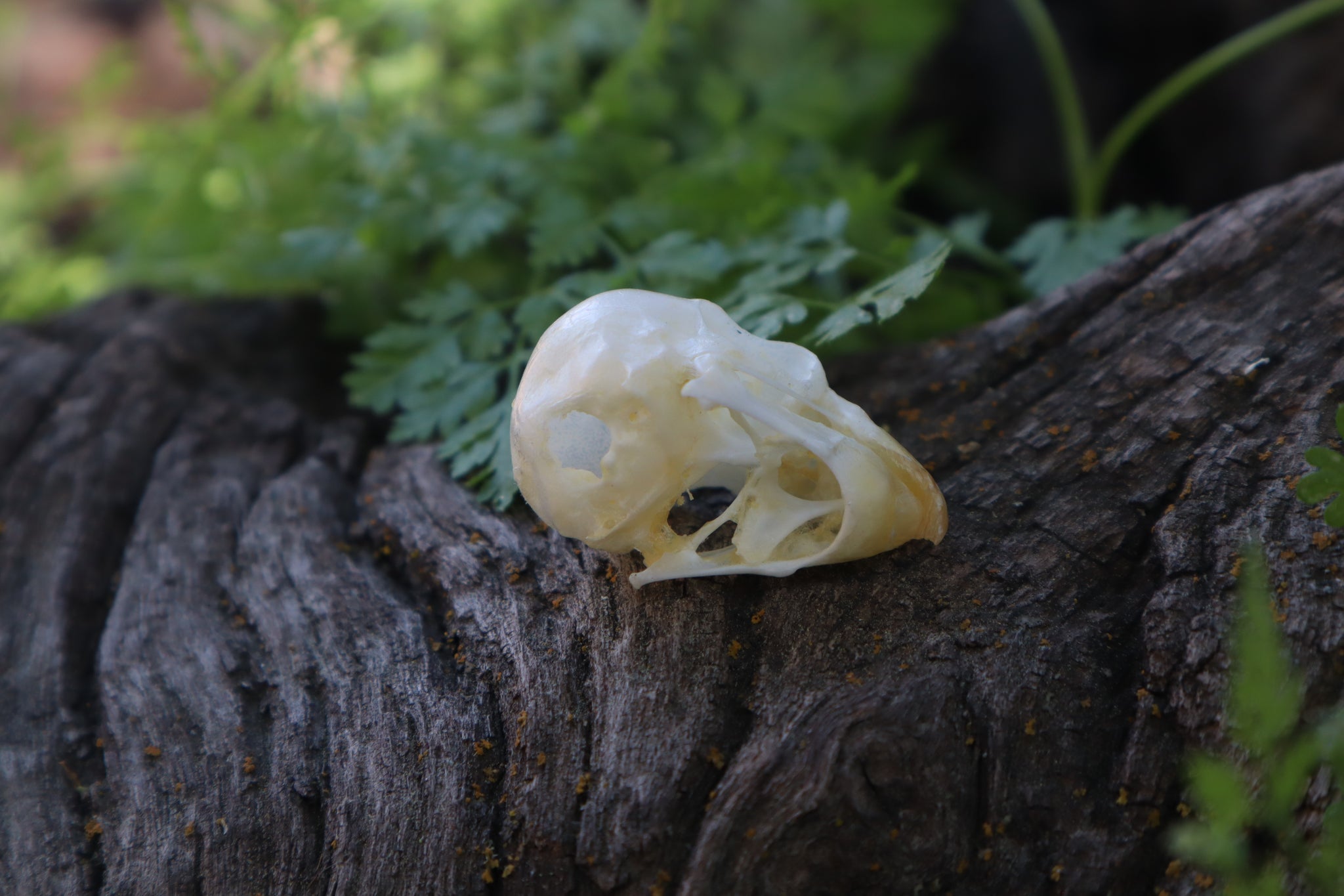 Parakeet Skull