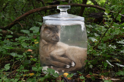 Baby Alpine Goat Wet Specimen