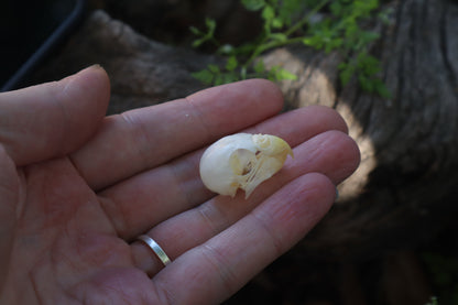 Parakeet Skull