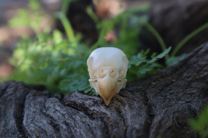 Parakeet Skull