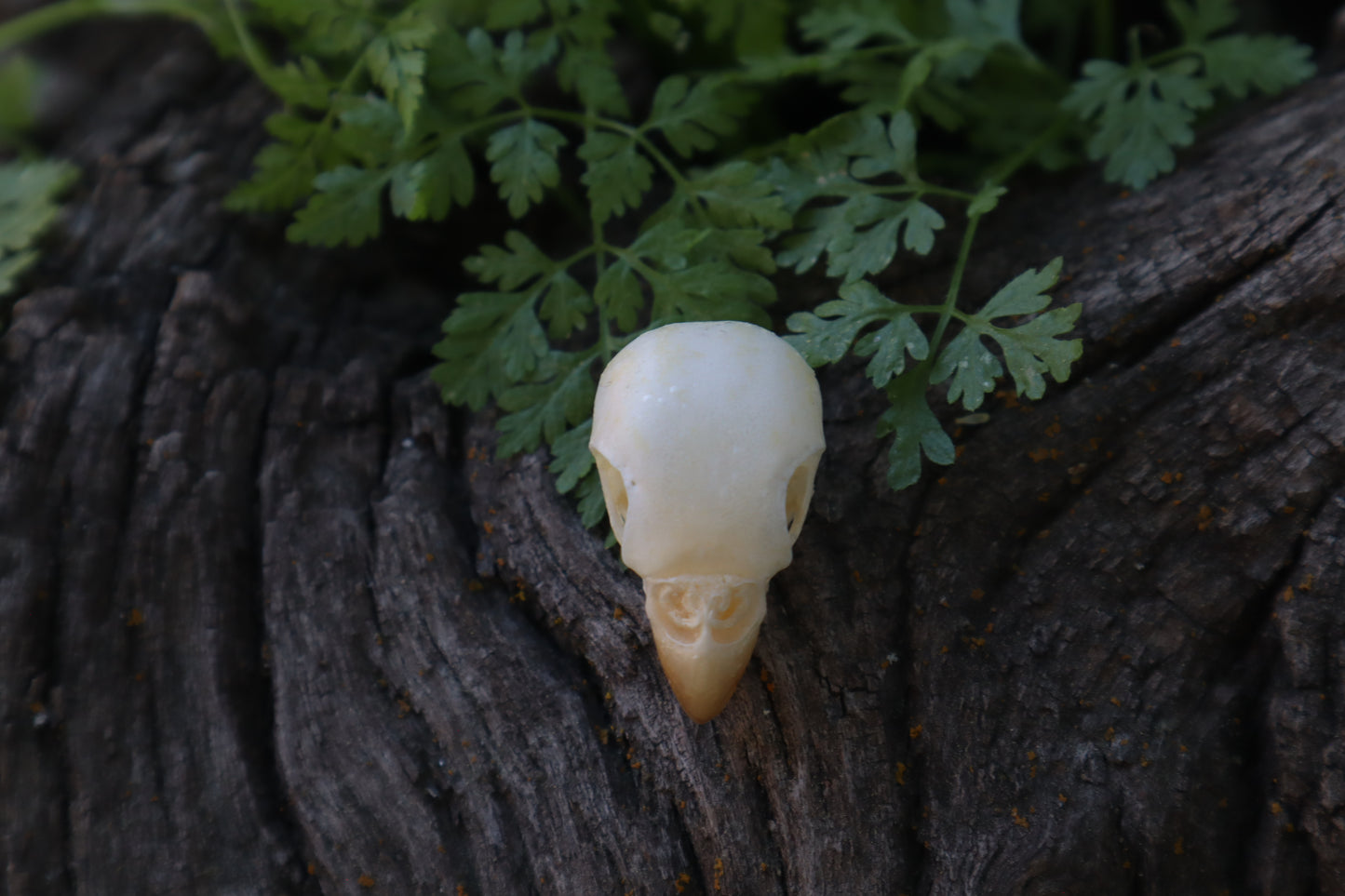 Parakeet Skull