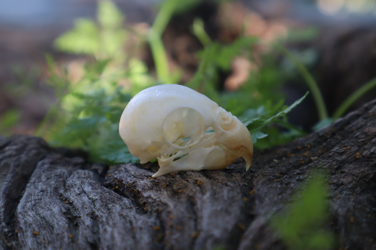 Parakeet Skull