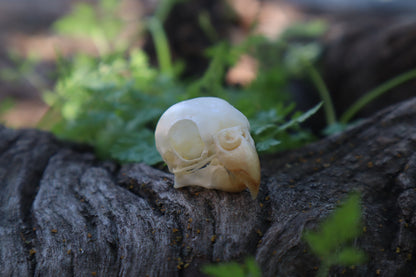 Parakeet Skull