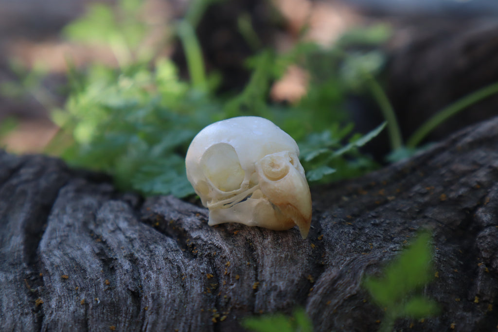 Parakeet Skull