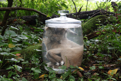 Baby Alpine Goat Wet Specimen