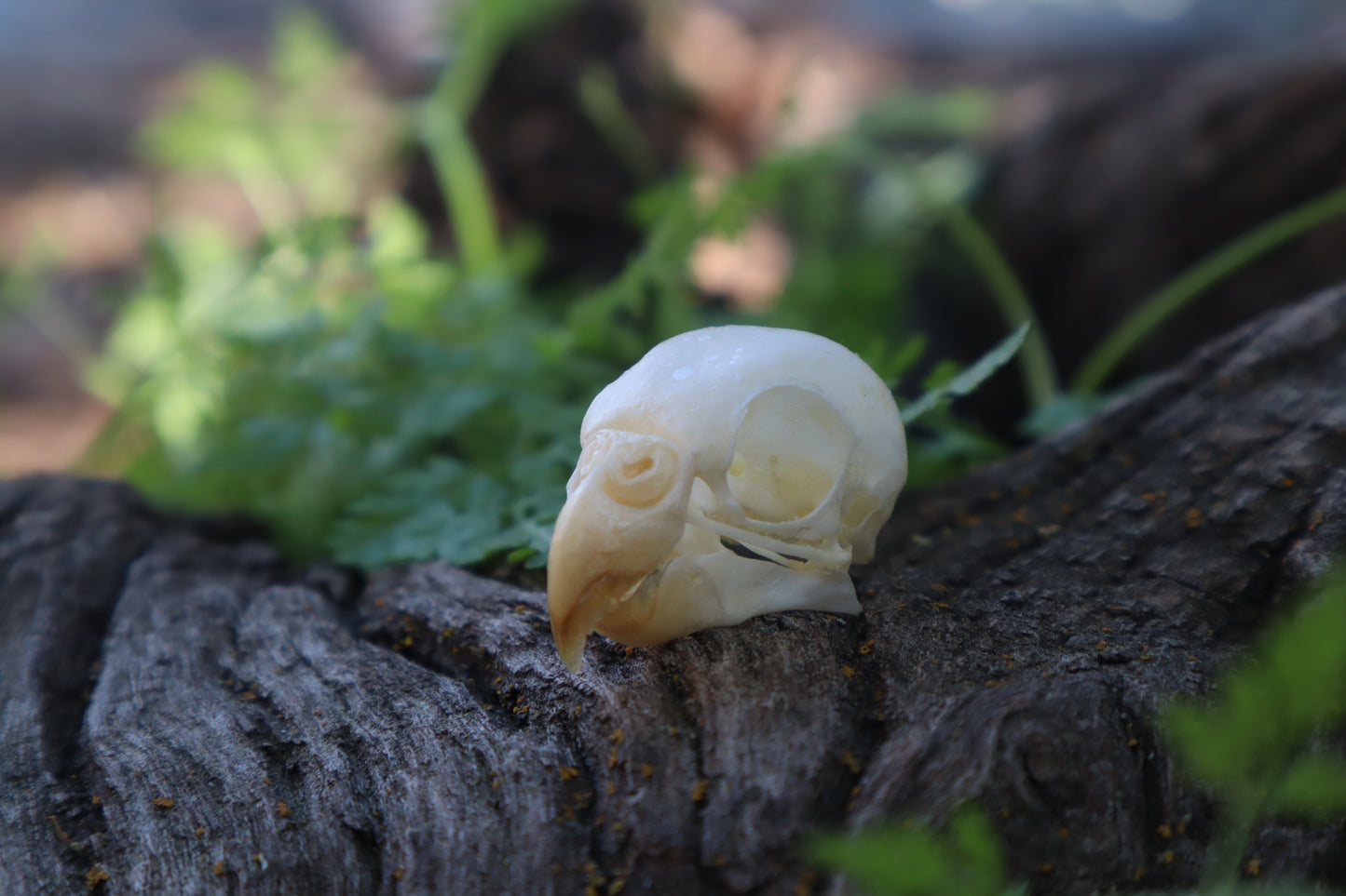 Parakeet Skull