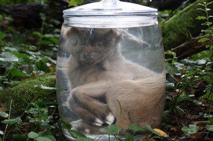 Baby Alpine Goat Wet Specimen