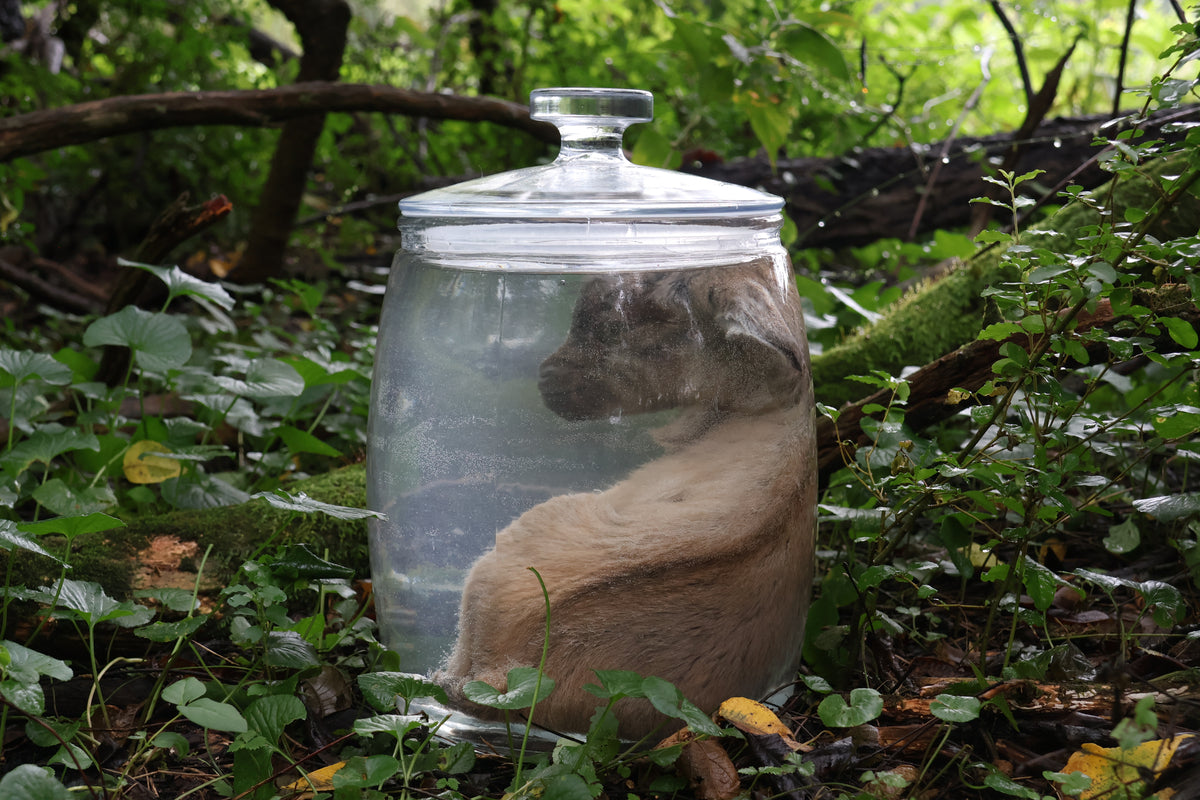 Baby Alpine Goat Wet Specimen