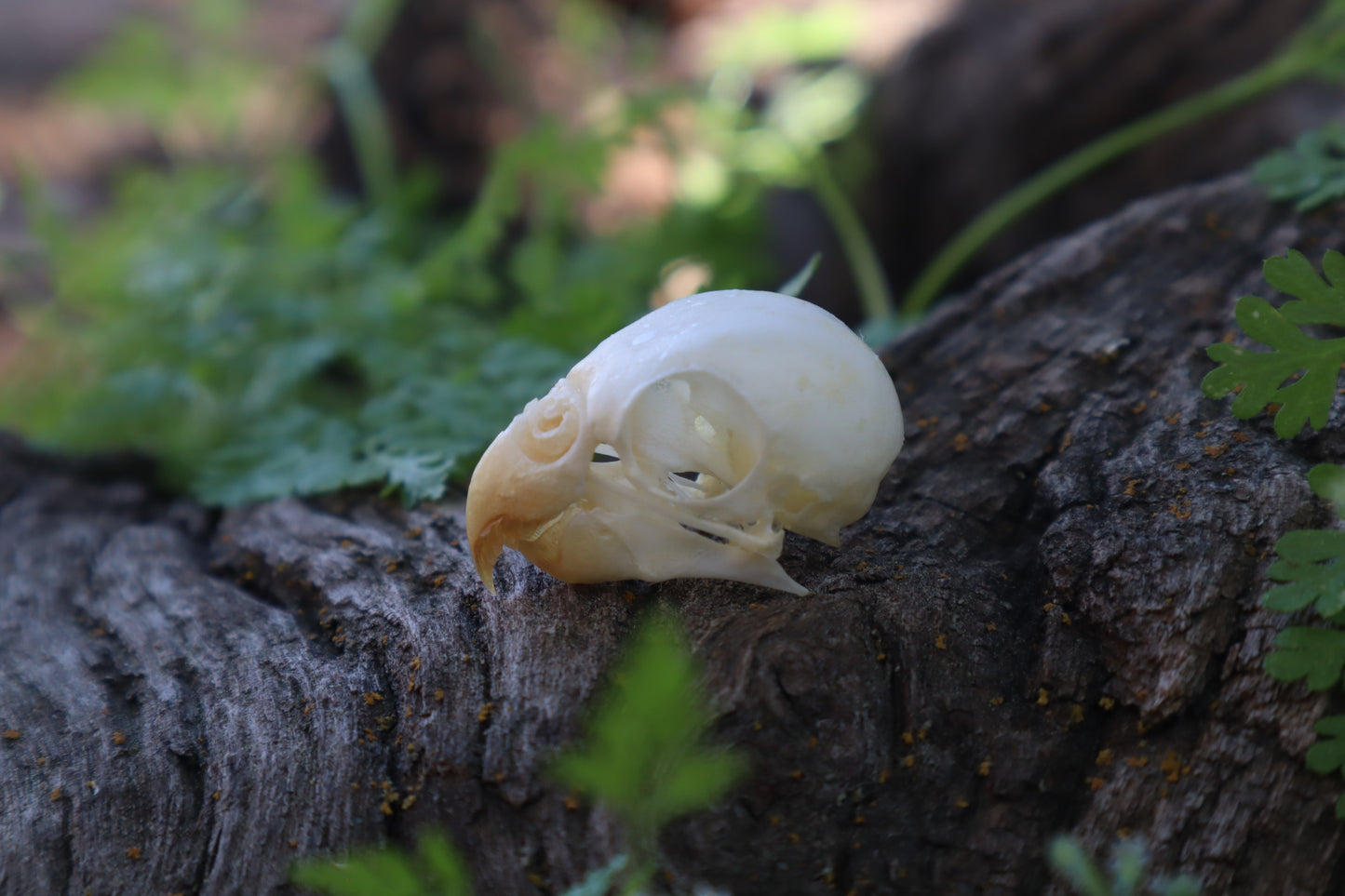 Parakeet Skull