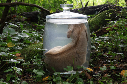 Baby Alpine Goat Wet Specimen