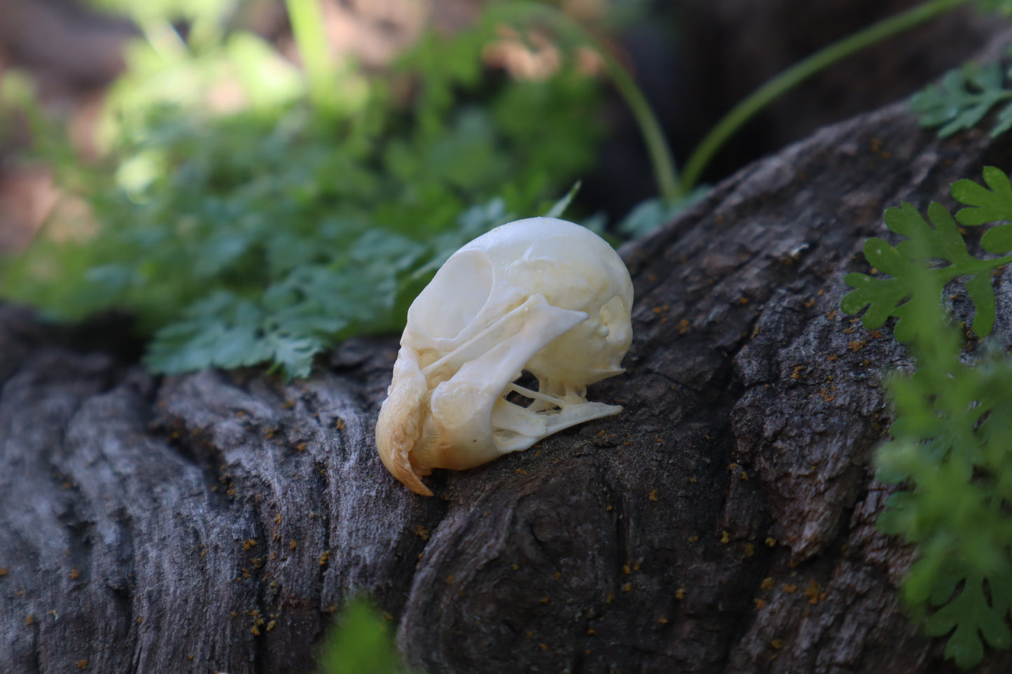 Parakeet Skull