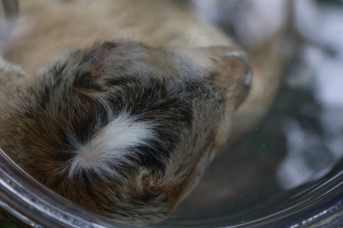 Baby Alpine Goat Wet Specimen