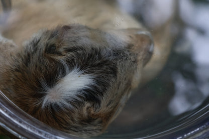 Baby Alpine Goat Wet Specimen