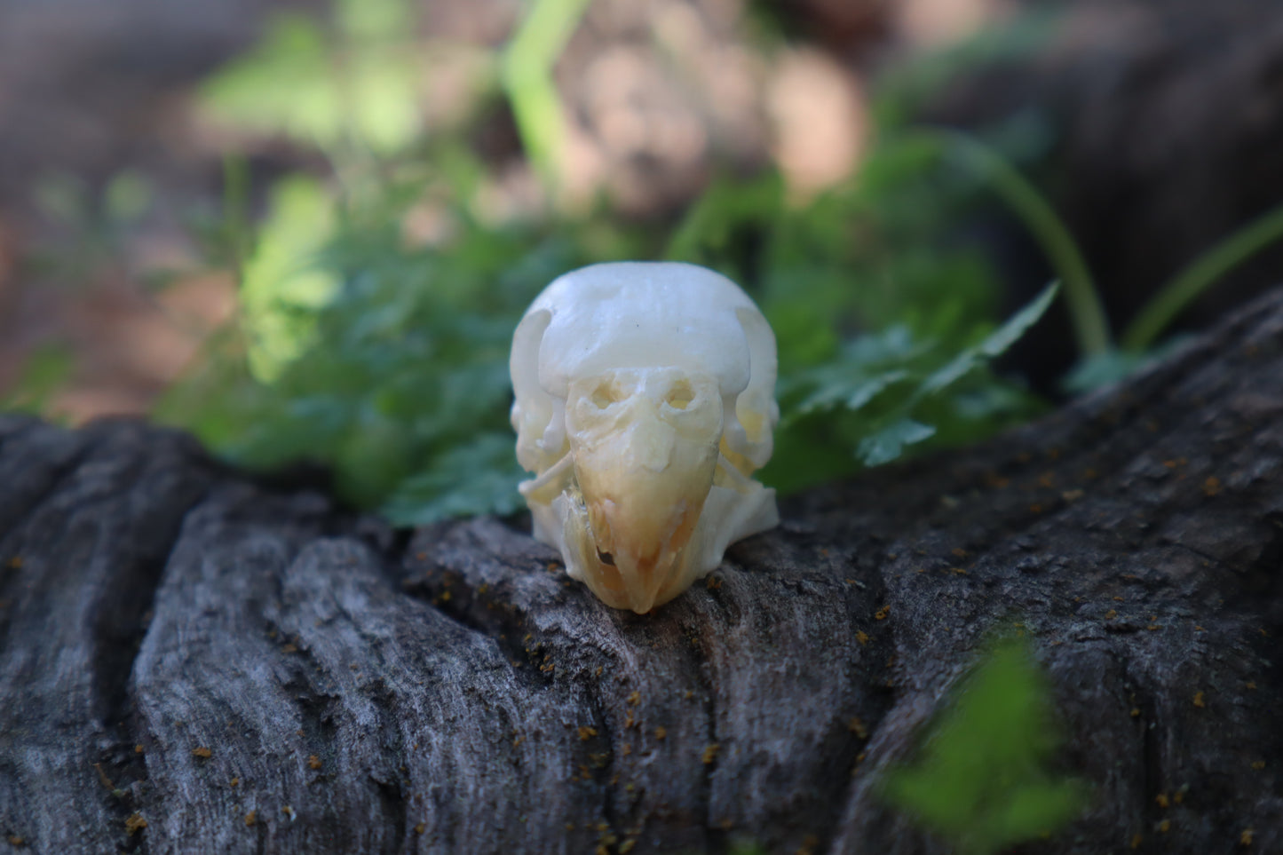 Parakeet Skull