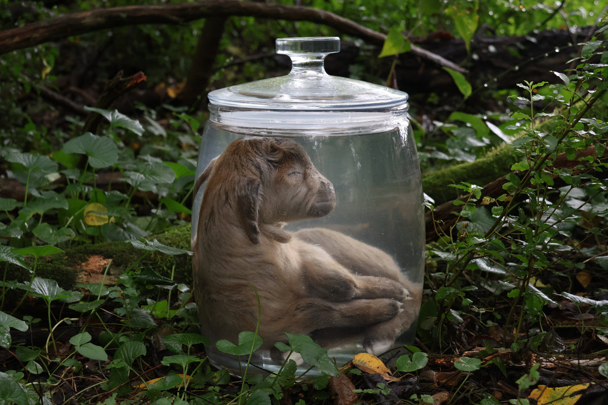 Baby Alpine Goat Wet Specimen