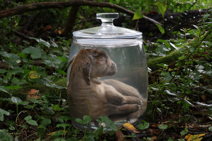 Baby Alpine Goat Wet Specimen