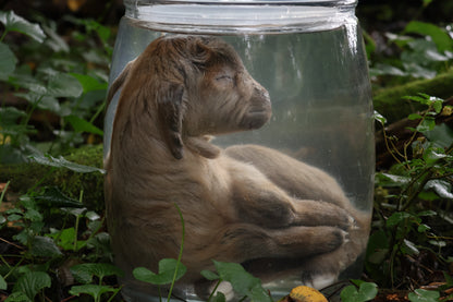Baby Alpine Goat Wet Specimen