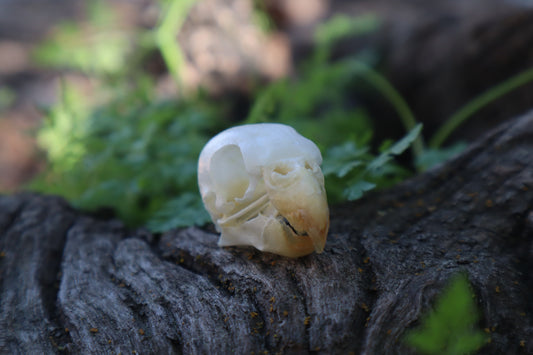 Parakeet Skull