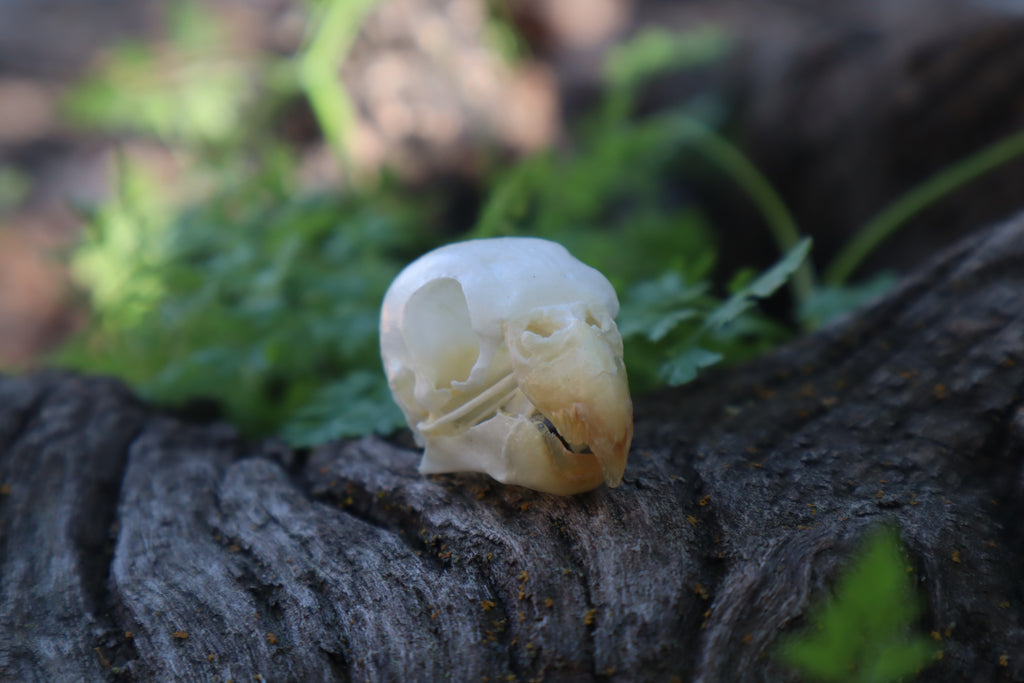 Parakeet Skull