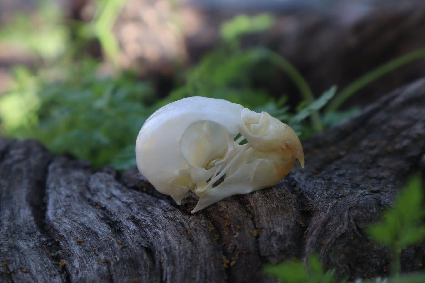 Parakeet Skull