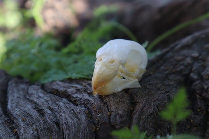 Parakeet Skull