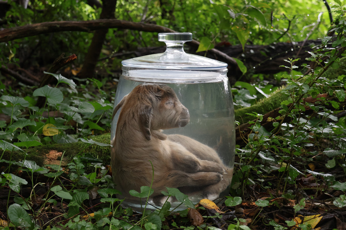 Baby Alpine Goat Wet Specimen