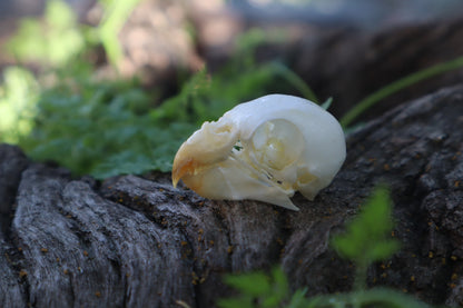 Parakeet Skull
