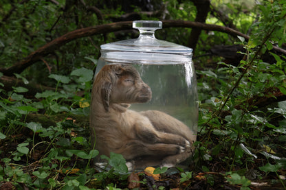 Baby Alpine Goat Wet Specimen