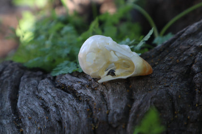 Parakeet Skull