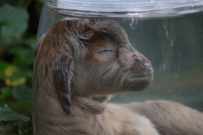 Baby Alpine Goat Wet Specimen