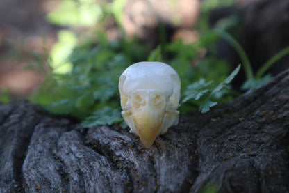 Parakeet Skull