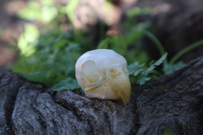 Parakeet Skull
