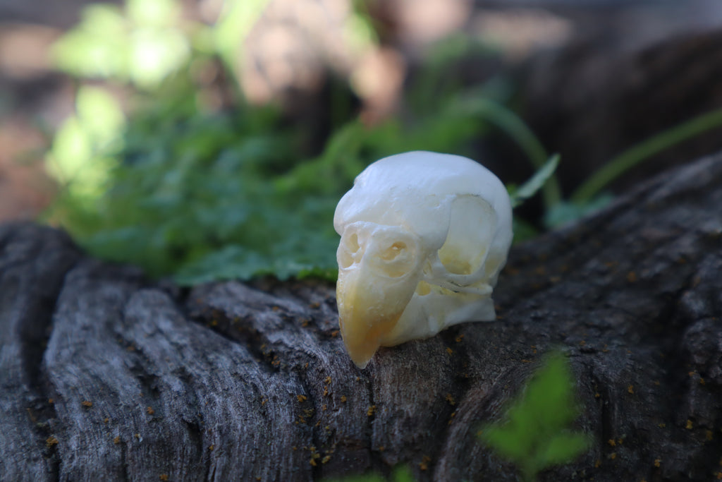 Parakeet Skull