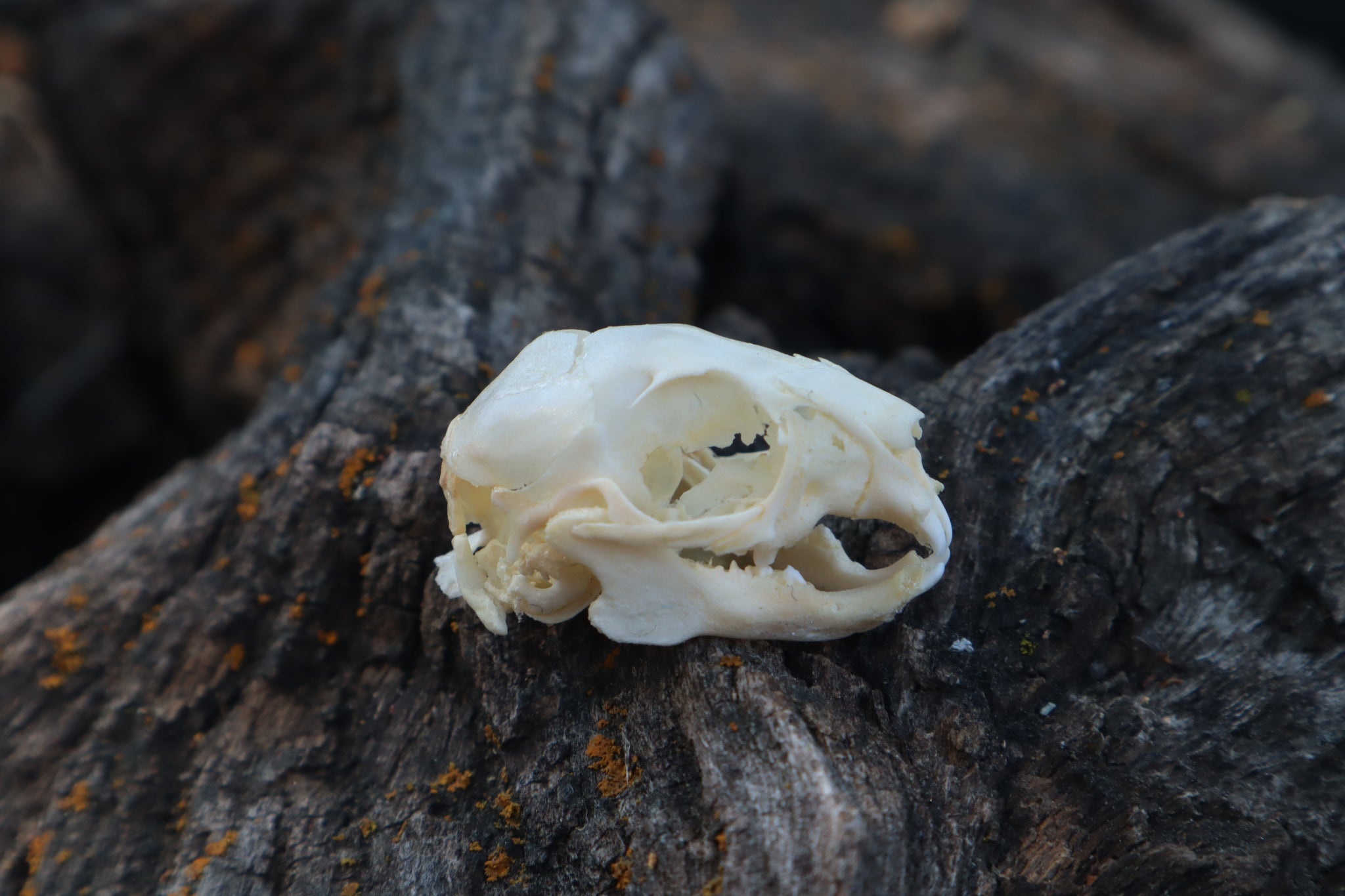 Baby Rabbit Skull