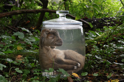 Baby Alpine Goat Wet Specimen