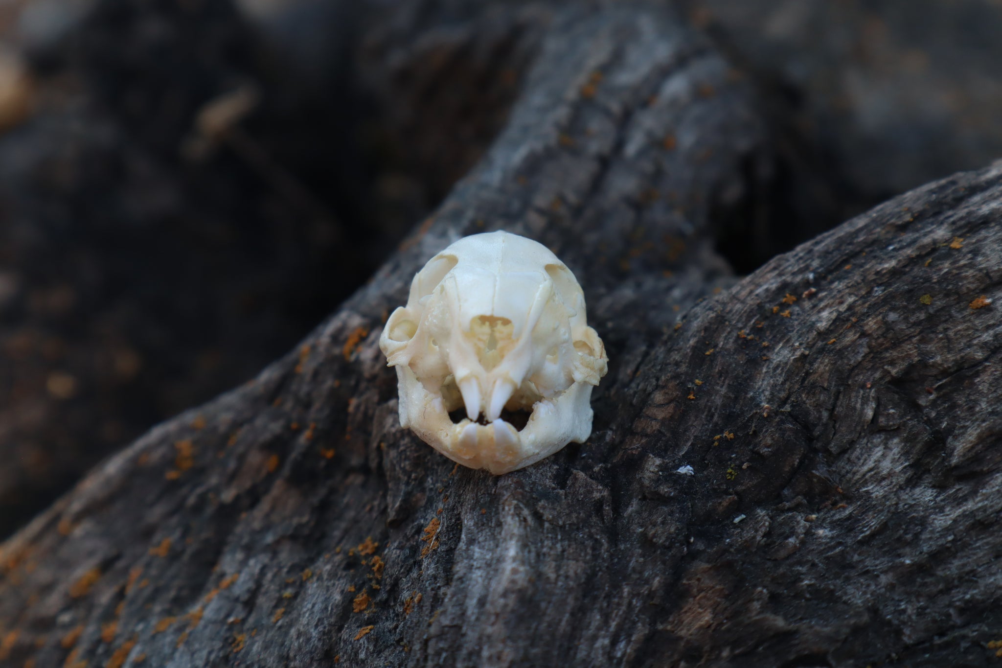 Baby Rabbit Skull