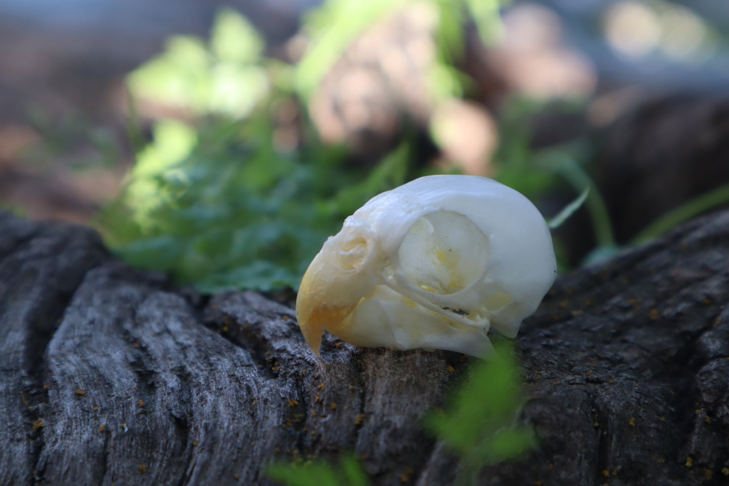 Parakeet Skull
