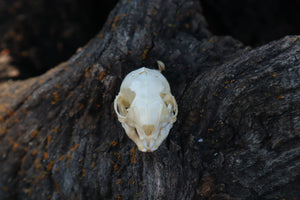 Baby Rabbit Skull